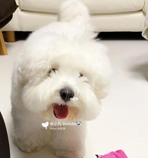 如何正确饲养以棉花面纱犬为宠物？（以爱心呵护你的小天使）