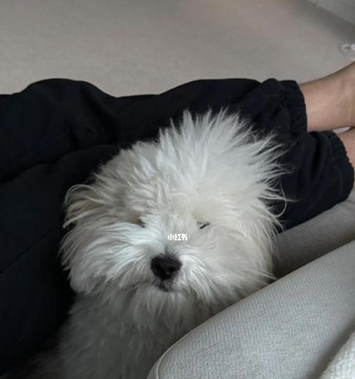 如何正确饲养以棉花面纱犬为宠物？（以爱心呵护你的小天使）