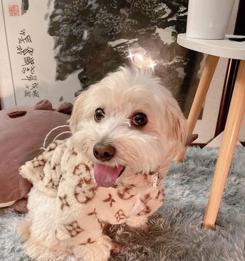 如何正确饲养以棉花面纱犬为宠物？（以爱心呵护你的小天使）