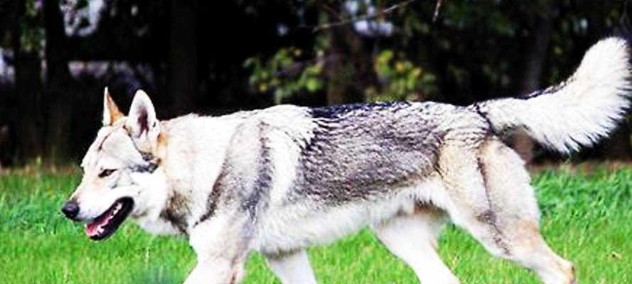 捷克狼犬饲养全指南（以宠物为主，从饲养环境到训练技巧全解析）