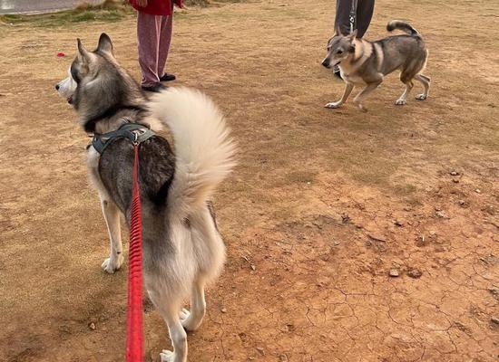 捷克狼犬饲养全指南（以宠物为主，从饲养环境到训练技巧全解析）