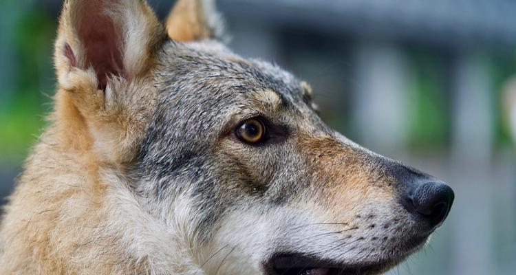 捷克狼犬饲养全指南（以宠物为主，从饲养环境到训练技巧全解析）