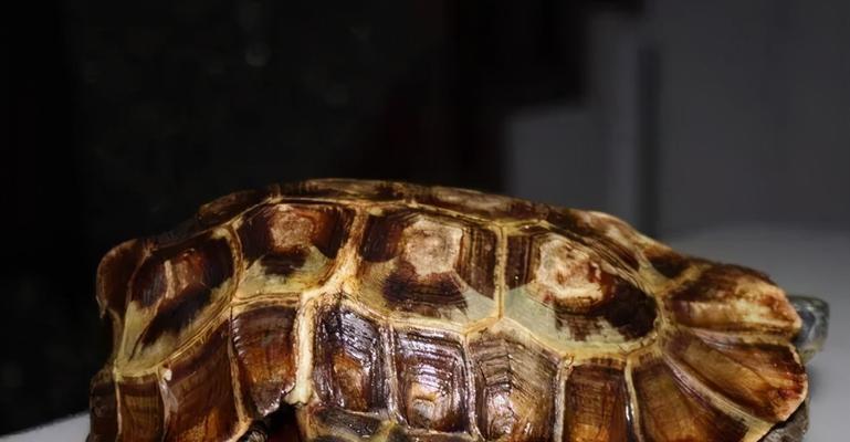 全面了解印度星龟的生活习性和饲养技巧（全面了解印度星龟的生活习性和饲养技巧）