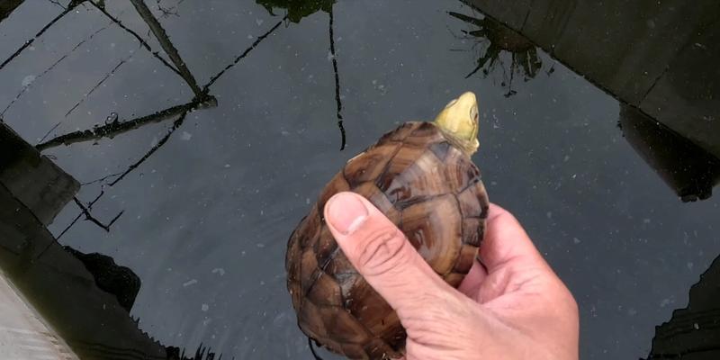 腊戍之水龟养护秘籍（以宠物为主的饲养方法，让你的水龟健康成长）
