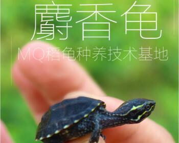 巨头麝香龟的养殖方法（宠物爱好者必读，让你轻松养大巨头麝香龟）