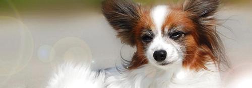 如何科学饲养蝴蝶犬（一只快乐健康的宠物的饲养方法）