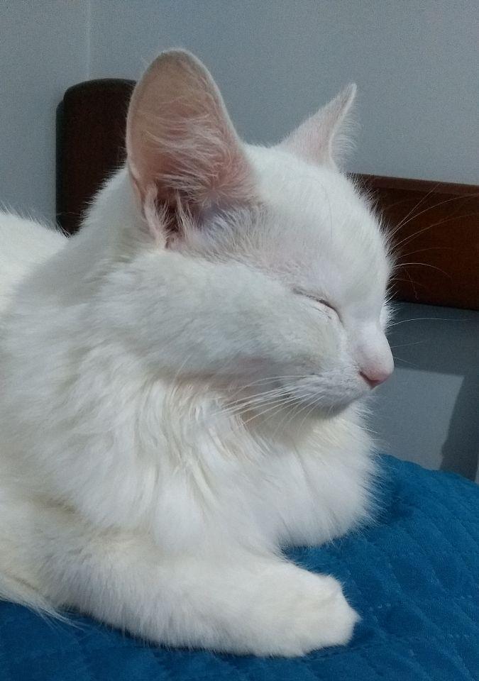 如何正确饲养土耳其安哥拉猫（让您的宠物健康快乐成长的全面指南）