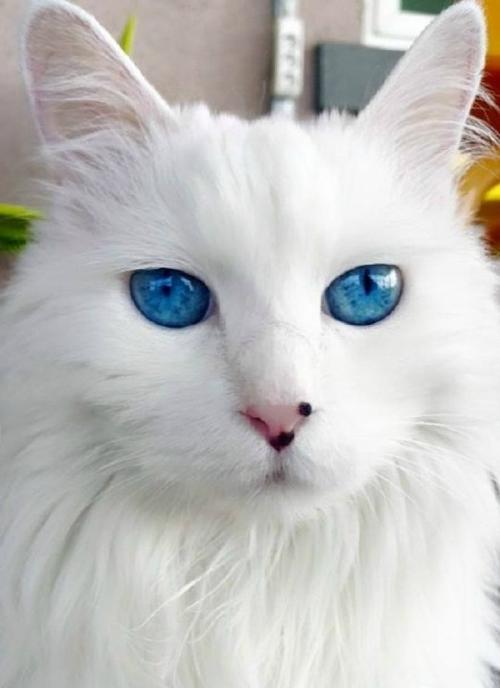如何正确饲养土耳其安哥拉猫（让您的宠物健康快乐成长的全面指南）