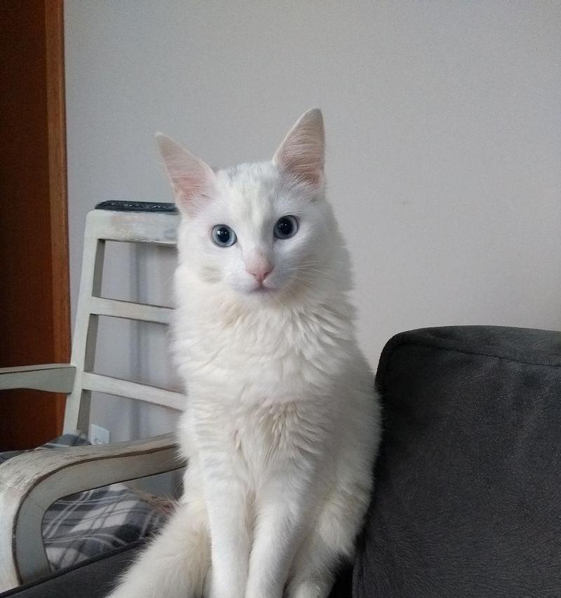 如何正确饲养土耳其安哥拉猫（让您的宠物健康快乐成长的全面指南）