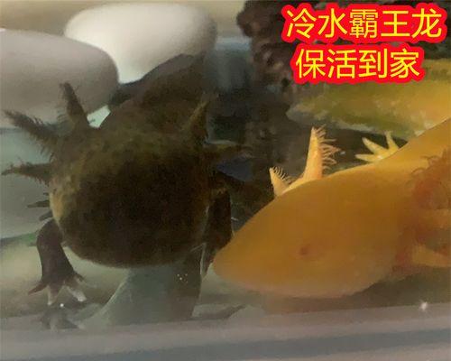 以清道夫的饲养方法养宠物（科学饲养方式让宠物更健康）