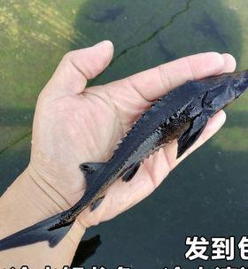 以清道夫的饲养方法养宠物（科学饲养方式让宠物更健康）