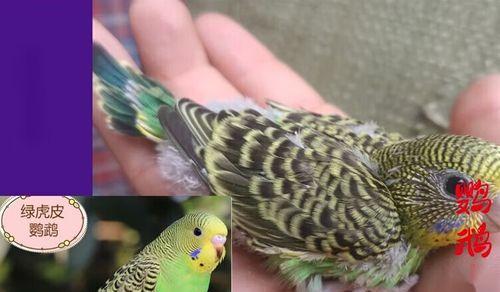 如何正确饲养鸡尾鹦鹉（宠物鸟饲养必备，从喂食到洗澡全方位讲解）