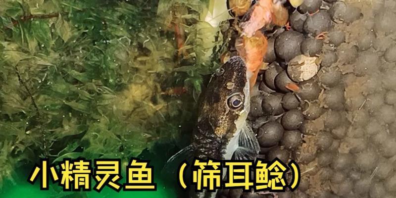 小精灵鱼的饲养方法（打造健康可爱的宠物生活）