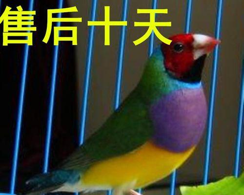 金丝雀的饲养方法（如何照顾您的宠物金丝雀）