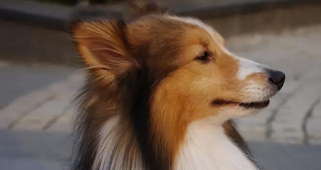 喜乐蒂牧羊犬的饲养方法（打造忠诚、健康、快乐的宠物生活）