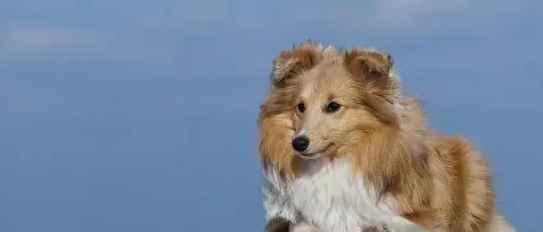 喜乐蒂牧羊犬的饲养方法（打造忠诚、健康、快乐的宠物生活）