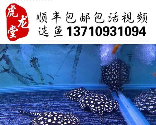 珍珠虹鱼饲养全攻略（以宠物为主，让您成为优秀的鱼缸爱好者）
