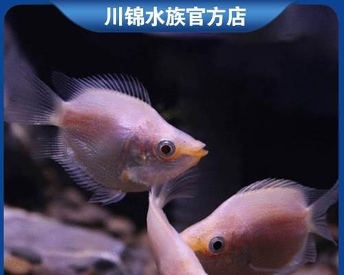接吻鱼的全面饲养指南（打造温馨的宠物家庭，让接吻鱼健康快乐）