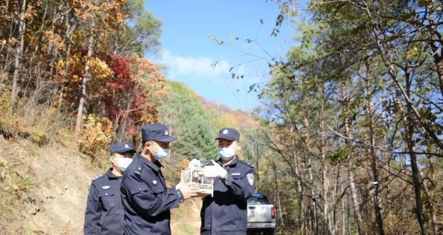 煤山雀的全面饲养指南（如何以正确的方式饲养你的煤山雀）