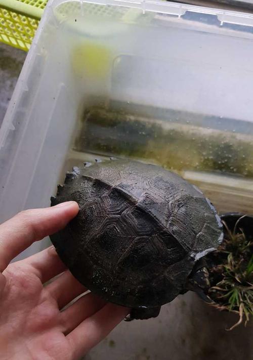 如何正确饲养黄头庙龟（从宠物到朋友——让黄头庙龟成为你的好伴侣）