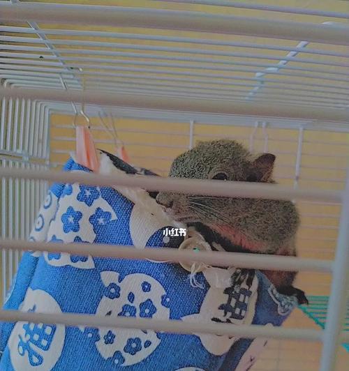 如何饲养健康可爱的鳞尾鼯鼠（以宠物为主的完全指南）