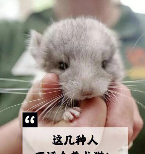 毛丝鼠的饲养方法（打造健康可爱的宠物生活）