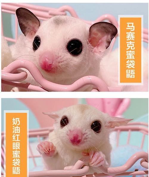小飞鼠的完美饲养方法（如何让你的小飞鼠健康成长）