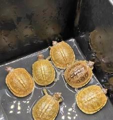 沼泽箱龟的饲养方法（以宠物为主，让你的沼泽箱龟健康成长）