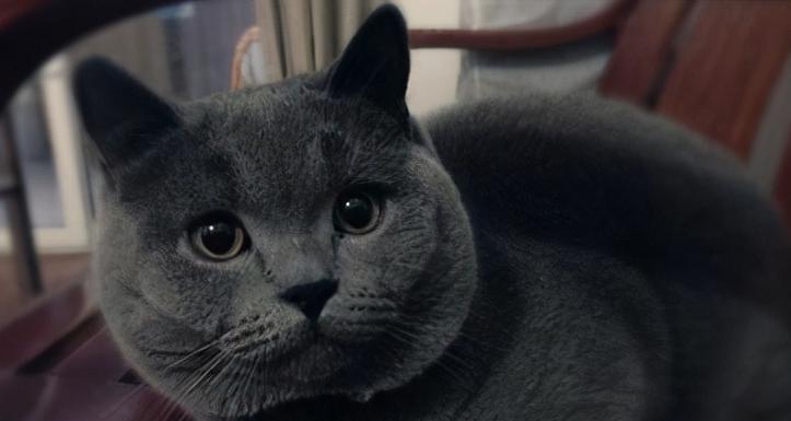 英国短毛猫的饲养指南（宠物爱好者必读，让你的英国短毛猫健康快乐成长！）