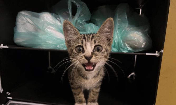 狸花猫的饲养方法（以中国狸花猫为例，让你轻松养好宠物）