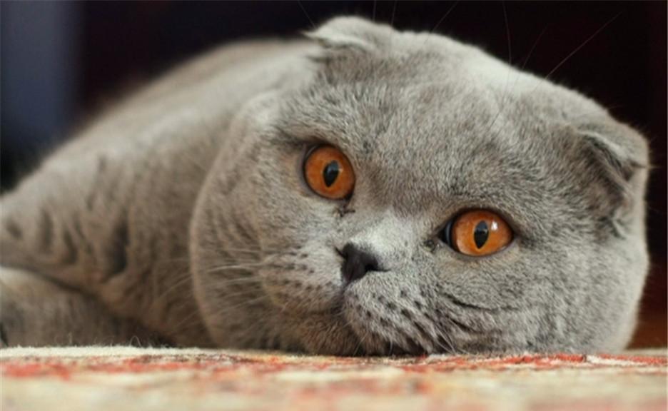 苏格兰折耳猫的饲养方法（了解苏格兰折耳猫，成为一位负责任的主人）