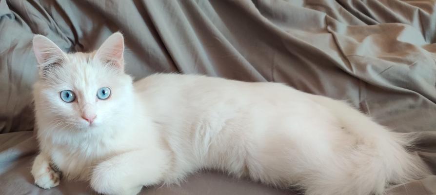 山东狮子猫的饲养方法（从喂养到训练，全面了解如何照顾你的山东狮子猫）