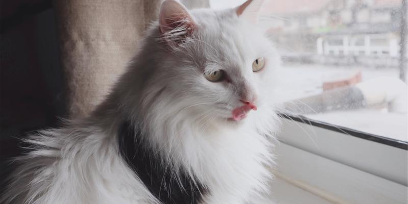 山东狮子猫的饲养方法（从喂养到训练，全面了解如何照顾你的山东狮子猫）