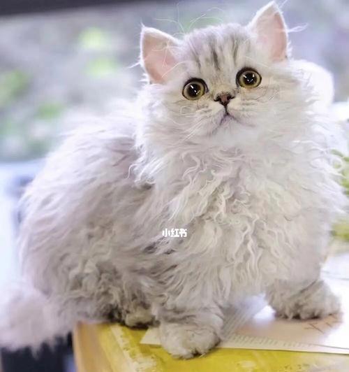 如何饲养以塞尔凯克卷毛猫为宠物（塞尔凯克卷毛猫的饲养方法全攻略）