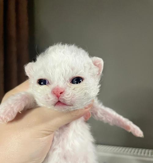 如何饲养以塞尔凯克卷毛猫为宠物（塞尔凯克卷毛猫的饲养方法全攻略）