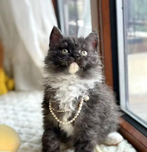 如何饲养以塞尔凯克卷毛猫为宠物（塞尔凯克卷毛猫的饲养方法全攻略）