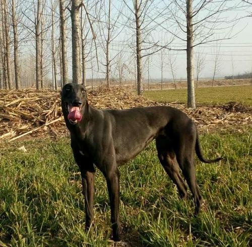 宠爱无限，以惠比特犬为例，饲养宠物的正确方法（了解惠比特犬，享受幸福生活）