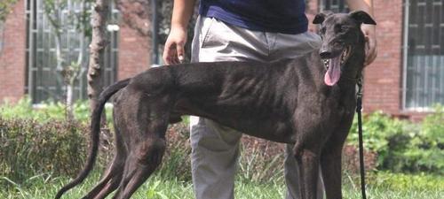 宠爱无限，以惠比特犬为例，饲养宠物的正确方法（了解惠比特犬，享受幸福生活）