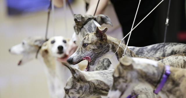 宠爱无限，以惠比特犬为例，饲养宠物的正确方法（了解惠比特犬，享受幸福生活）