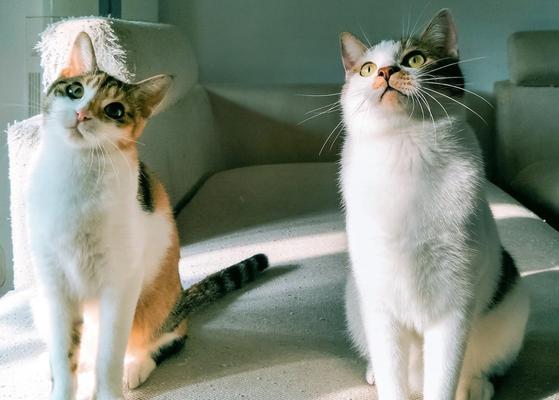 中华田园猫的饲养方法（一只宠物猫的健康与幸福）