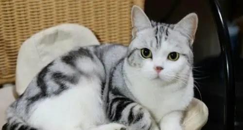 中华田园猫的饲养方法（一只宠物猫的健康与幸福）