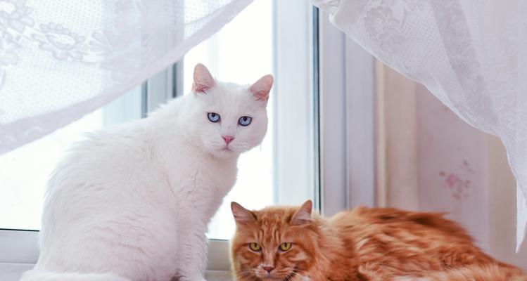 中华田园猫的饲养方法（一只宠物猫的健康与幸福）