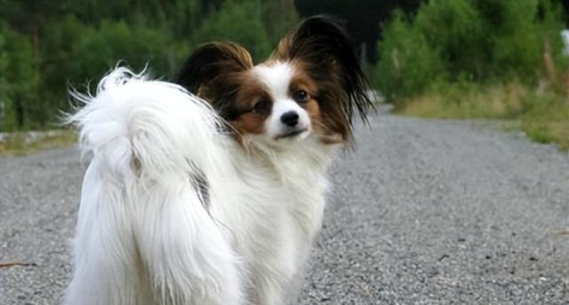 如何科学饲养蝴蝶犬（打造健康快乐的小犬生活）