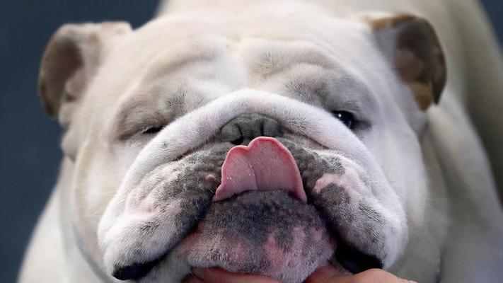 如何饲养英国斗牛犬？（以宠物为主，让爱犬健康快乐生活）