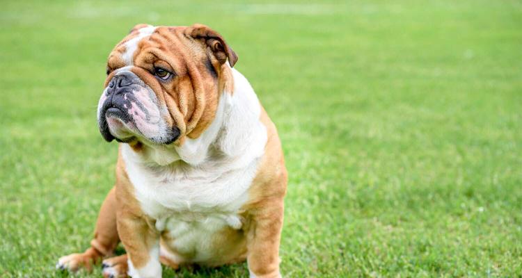 如何饲养英国斗牛犬？（以宠物为主，让爱犬健康快乐生活）