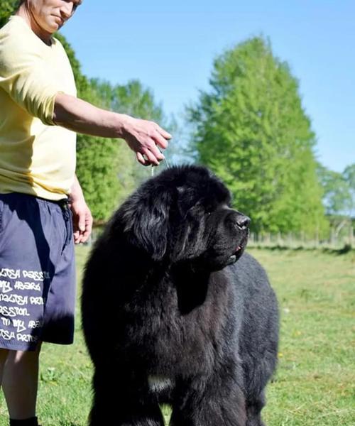 纽芬兰犬饲养全指南（如何以正确的方法照顾您的爱宠）