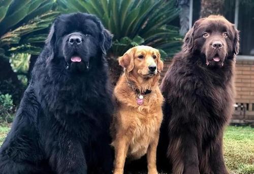 纽芬兰犬饲养全指南（如何以正确的方法照顾您的爱宠）