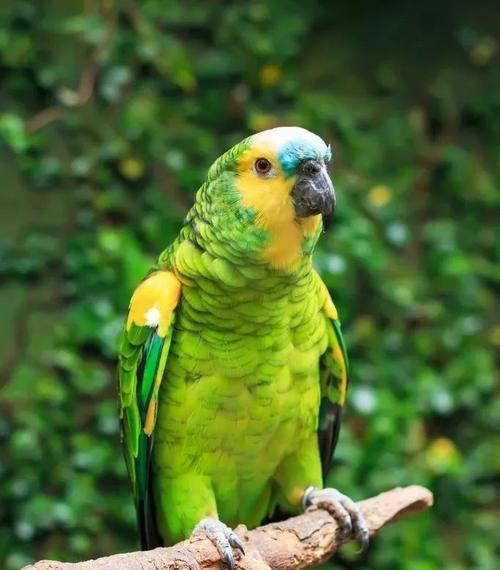 双黄头亚马逊鹦鹉的饲养指南（宠物爱好者必看，打造健康快乐的宠物生活）