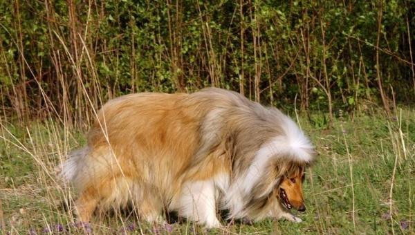 苏格兰牧羊犬饲养秘籍（以宠物为主的全面指南）