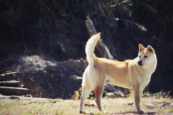 中华田园犬的饲养指南（宠物家庭必备，打造幸福家庭生活）